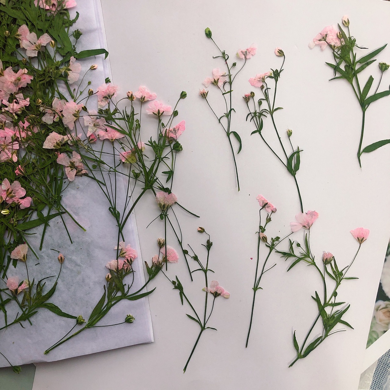 Dried Flower Bookmark - 12 stks 5-6 cm Droge Bloem
