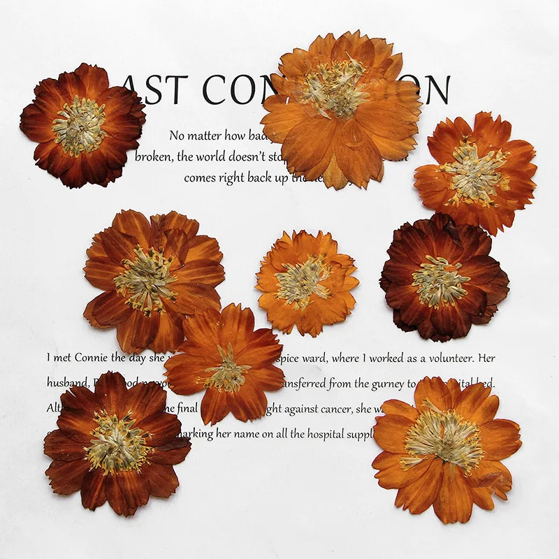 Dried Flower Bookmark - 12 stks/3-5 cm, Natuur geperst Thiohua