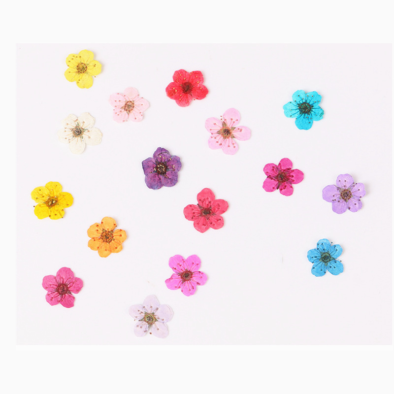 60 stuks mini geperst gedroogd - Dried Flower Bookmark recensie en prijs
