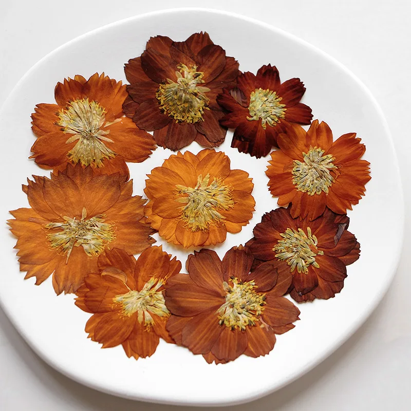 12 stks/3-5 cm, Natuur geperst - Dried Flower Bookmark recensie en prijs